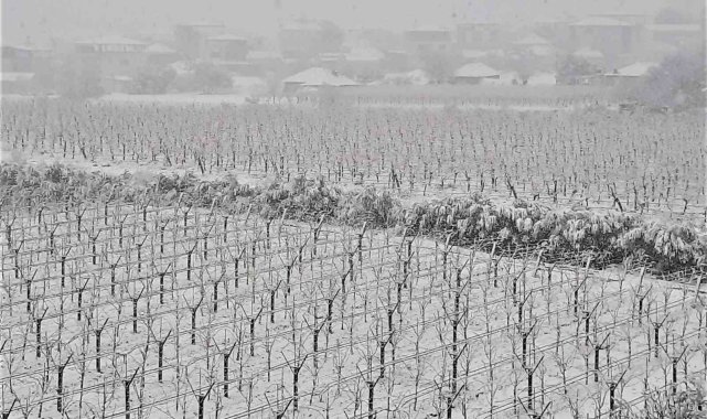Kar yağdı üreticinin yüzü güldü: &quot;Kar değil bereket yağıyor&quot;