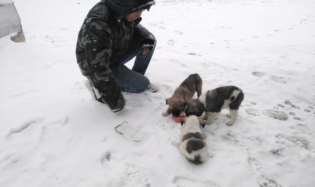 Kar yağışı sonrası aç kalan hayvanlara çocuklar sahip çıktı