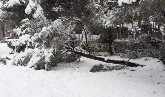 Kar yağışına dayanamayan ağaçlar kökünden sökülerek devrildi