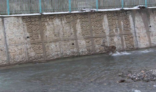 Kar yağışında yolunu kaybeden iki karaca, İnebolu çayına indi