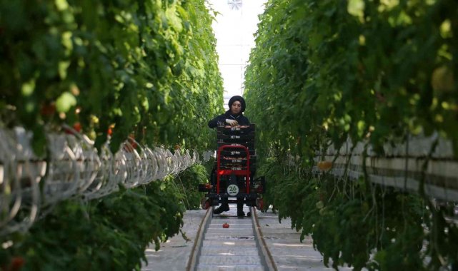 Kara kışta ürettiği domatesleri Avrupa&#039;ya pazarlıyor