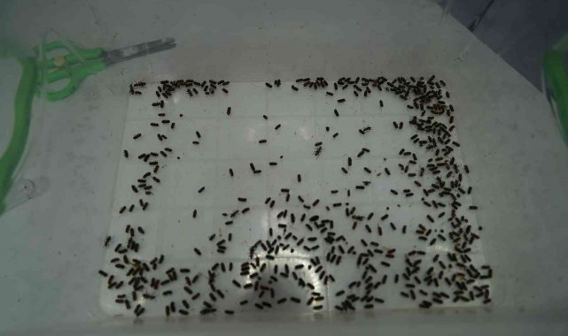 Karadeniz bölgesinde kestane ağaçlarını yok eden gal arısıyla mücadele başlıyor