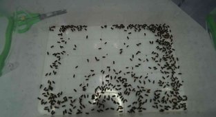 Karadeniz bölgesinde kestane ağaçlarını yok eden gal arısıyla mücadele başlıyor