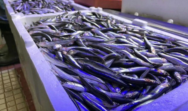 Karadeniz&#039;de hamsi yeniden tezgahta