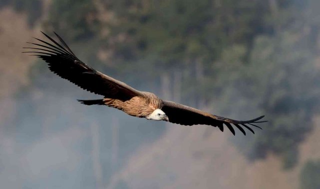 Karahisar Kalesi&#039;nin zirvesinden çekilen kuş fotoğrafları büyük ilgi gördü