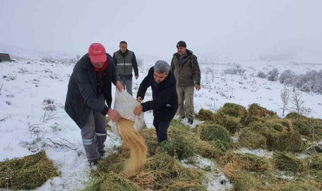 Karaman'da, Anadolu yaban koyunları ile yılkı atlarına yem desteği