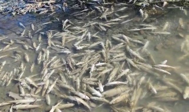 Karasu'da yüzlerce balık telef oldu