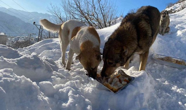 Karda aç kalan hayvanlar unutulmadı