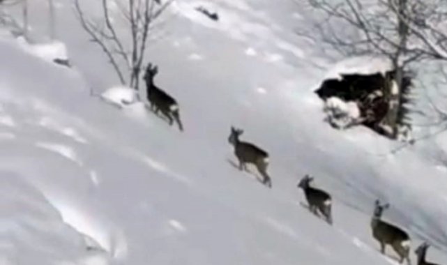 Karda aç kalan karacalar köye indi