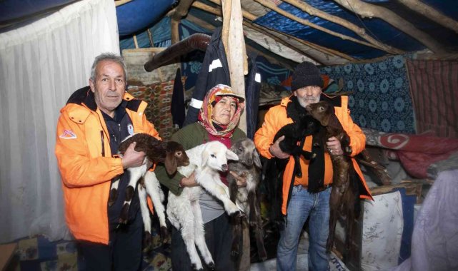Karda mahsur kalan 120 küçükbaş hayvan kurtarıldı