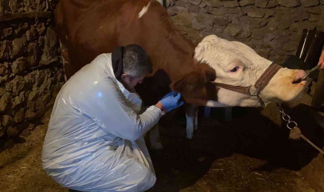 Karda mahsur kalan veterineri doğum yapan ineğe belediye ulaştırdı
