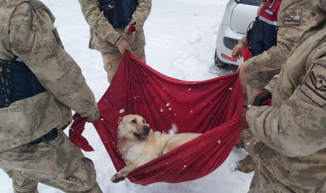 Karda yaralı halde bulunan Köpek'e jandarma şefkati
