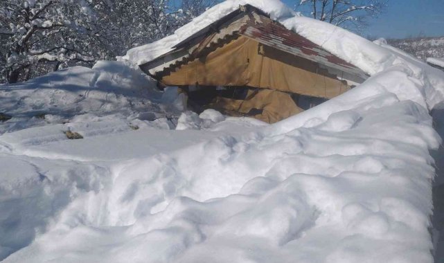 Kardan çatısı çöken ahırlardaki 20'in üzerinde koyun ve 9 kuzu telef oldu