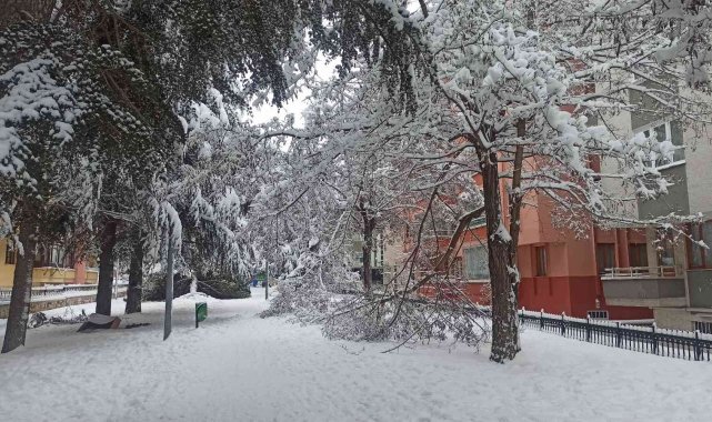 Karın ağırlığına dayanamayan ağaçlar kökünden devrildi