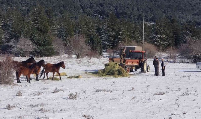 Karla kaplanan Spil&#039;de yaban hayatı unutulmadı