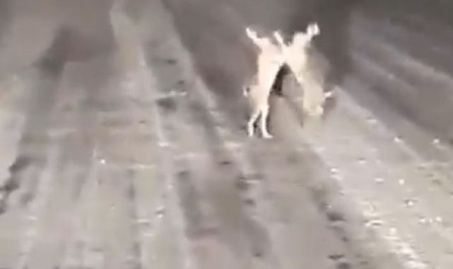 Karla kaplı yolda tavşanların kavgası gülümsetti