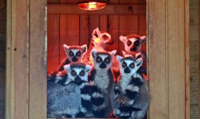 Karla tanışan Antalya Hayvanat Bahçesi'ndeki tropik hayvanlara sıcacık ev konforu