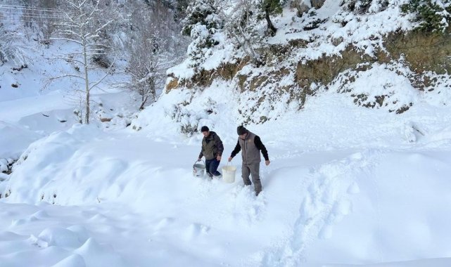 Karlı yollar yaban hayvanları için aşıldı