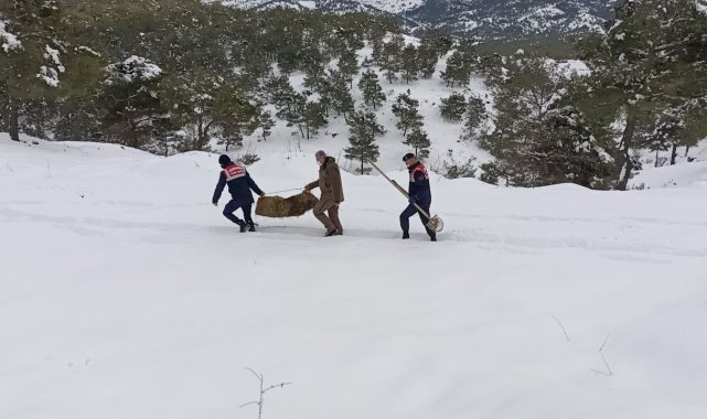 Karlı yolları yaban hayvanları için aştılar