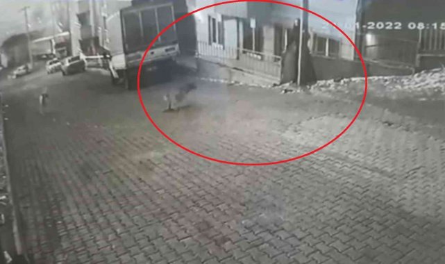 Karne almak için okula giden genç kıza sokak köpekleri saldırdı