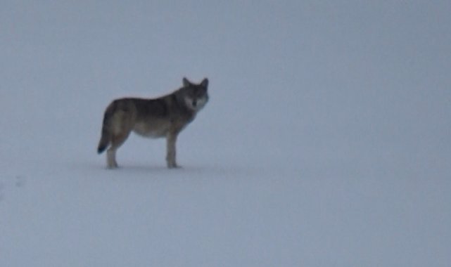 Kars'ta aç kalan kurt yerleşim alanına indi