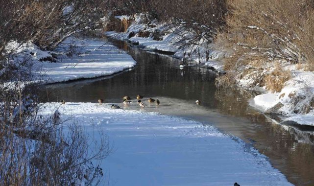 Kars'ta aç kalan yaban ördekleri Kars Çayı'nı mesken tuttu