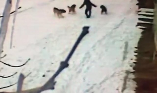 Kars'ta dehşet anları kamerada, çocuğun cesareti köpeklerin saldırısını önledi