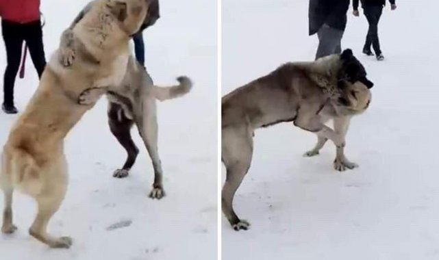 Kars'ta köpek dövüştüren 3 kişi yakalandı
