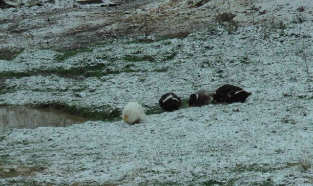 Kartal Aydos&#039;ta kar yağışı başladı, tadını ördekler çıkardı