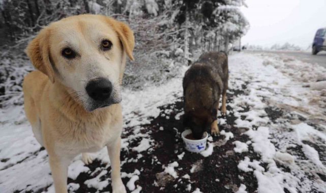 Kartal Belediyesi kar yağışında sokak hayvanlarını unutmadı