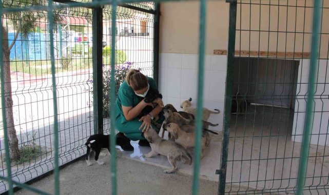 Kaşlı Geçici Hayvan Bakımevi perşembe günleri geçici süreyle ziyarete kapatıldı