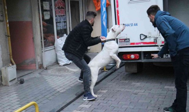 Kavga ettikleri şahsın üzerine pitbull saldılar: 3 yaralı