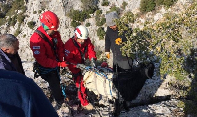 Kayalıklarda mahsur kalan 3 oğlak ile 1 keçiyi AKUT kurtardı