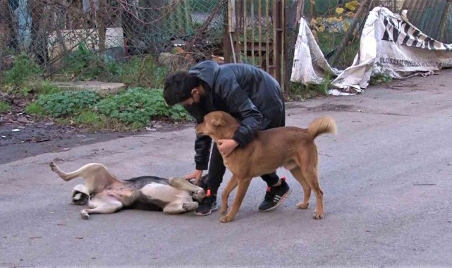 Kaybolan köpeğini bulana 2 bin 500 lira ödül verecek