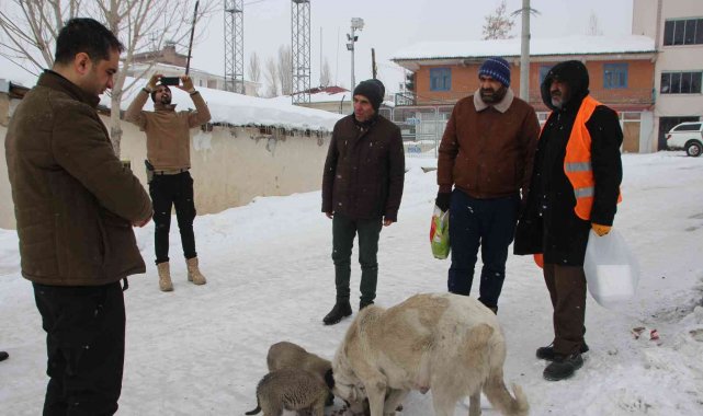 Kaymakam Güder, sokak hayvanlarını unutmadı