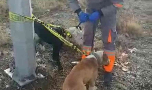 Kayseri&#039;de başıboş gezen yasaklı 2 köpek yakalandı