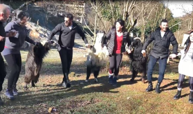 Keçiler horon halkasına girerse