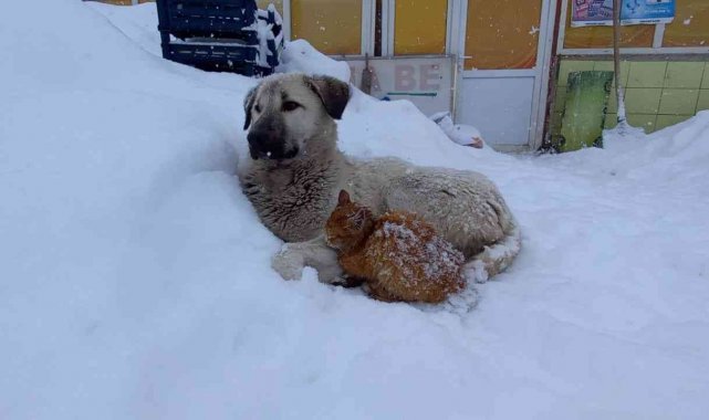Kedi, kar yağışından korunmak için köpeğe sığındı