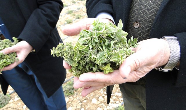 Kekik üreten kadınlar, hasat edilmeden pazar buldu