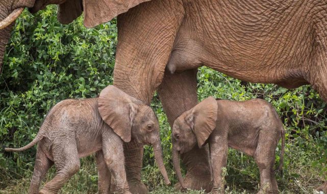 Kenya'da nadir olay: Fil ikiz doğurdu