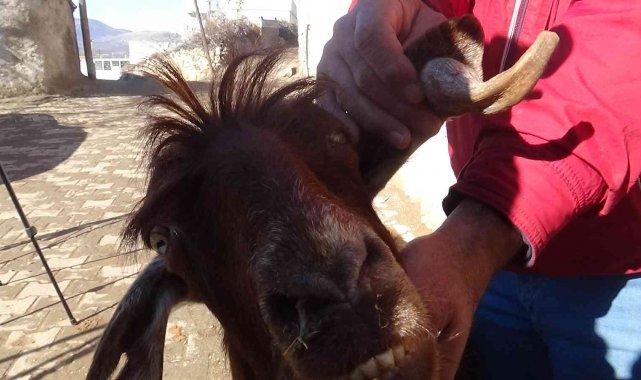 Kilis&#039;te boynuz kulağı geçti