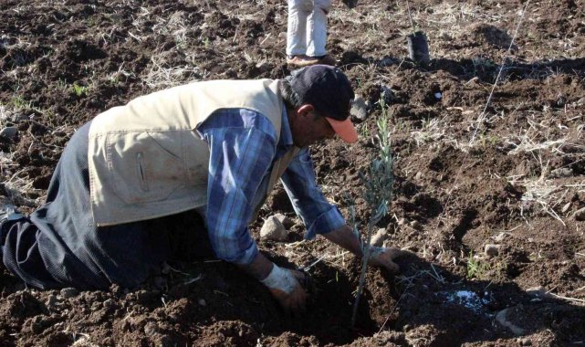 Kilis&#039;te çiftçiye fidan desteği
