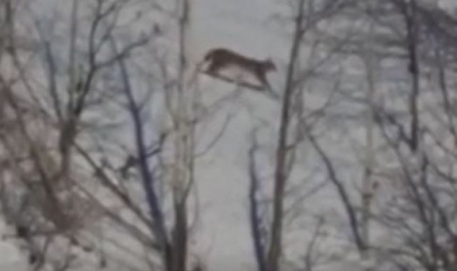 Kırmızı listede yer alan vaşak Tunceli'de görüntülendi