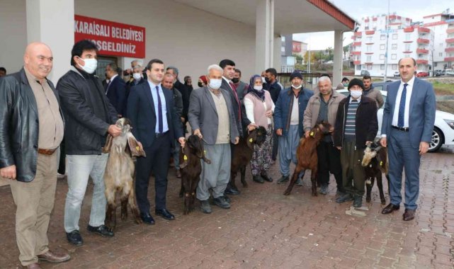 Kırsalda Kilis keçisi yaygınlaşacak