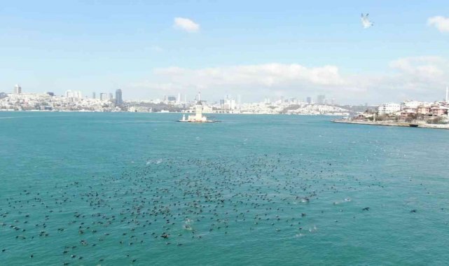 Kız Kulesi açıklarında karabatakların eşsiz dansı görenleri mest etti