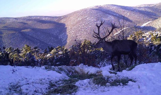 Kızıl geyiklerin muhteşem görüntüsü belgeseli aratmadı