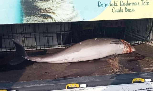 Kocaeli&#039;de kan donduran görüntü