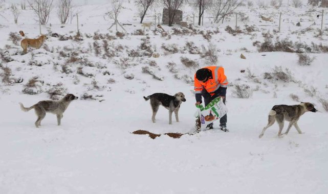 Konya Büyükşehir ağır kış şartlarında sahipsiz hayvanların da yanında