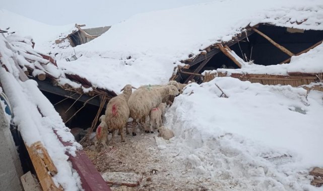 Konya'da çöken ağılda 70 küçükbaş hayvan telef oldu