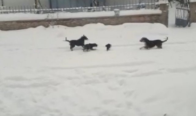 Konya'da kedi ve köpeklerin yiyecek kavgası kamerada